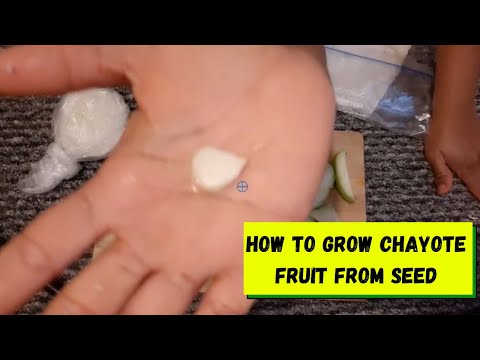 How To Grow Chayote fruit From seed