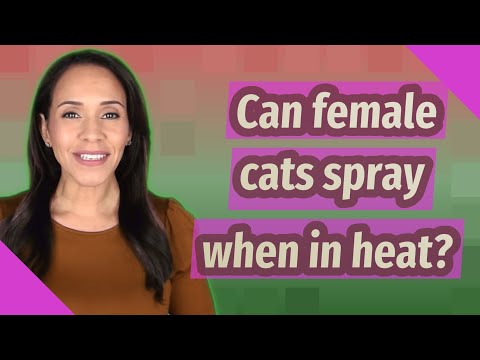 Can female cats spray when in heat?
