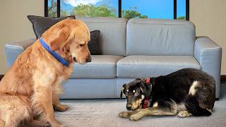 Golden Retriever Meets Completely Traumatized Rescue Puppy