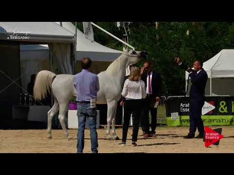 N.110 JULNAR AL RAYYAN - Bergamo 2017 - Egyptian Event Mares (Class C)