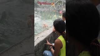 preview picture of video 'Songkhla Zoo experiemce with live tigers in Songkhla City, Thailand'