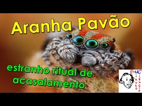 Você vai se impressionar com esta aranha dançarina!