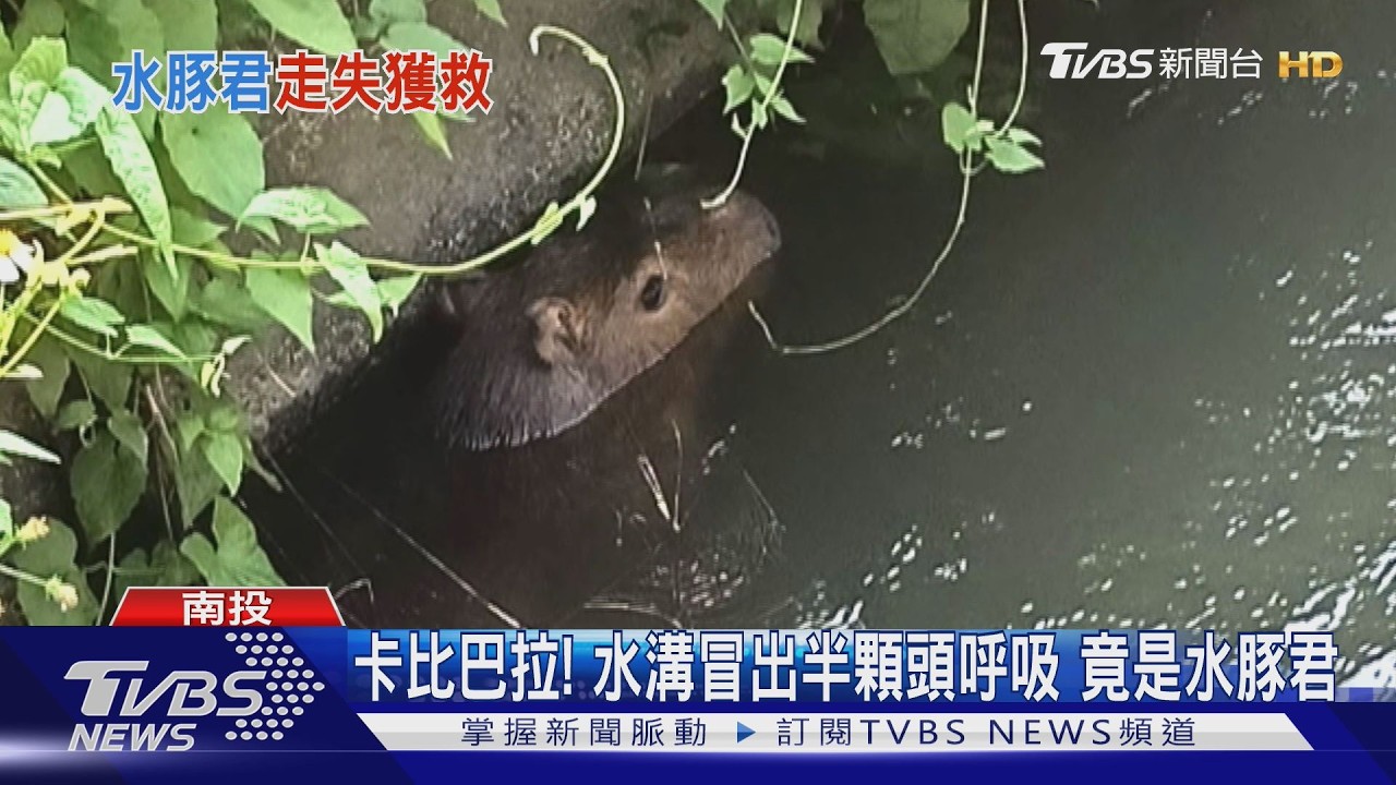 竹山水溝浮出卡皮巴拉！完全不怕人還對視　網友秒衝現場抓
