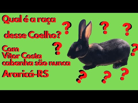 , title : 'Coelho Rex, mini Rex e Rex miniatura'