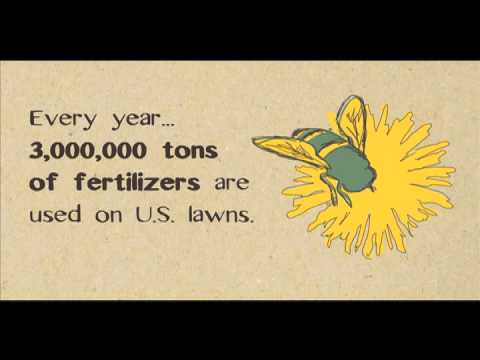 MOM's Organic Market- Save the Dandelions!