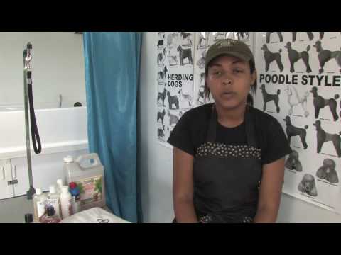YouTube video about: When is it too cold to bathe a dog?