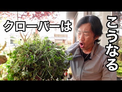 園芸 ニセ四つ葉のクローバー、カタバミ