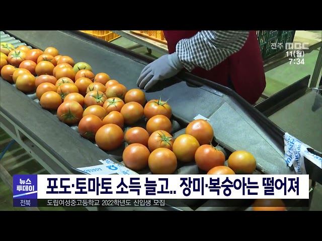 포도·토마토 소득 늘고 장미·복숭아는 떨어져