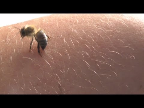 Schmerzende Gelenke auf einer Seite des Körpers, Gelenke Honig Salz zu behandeln