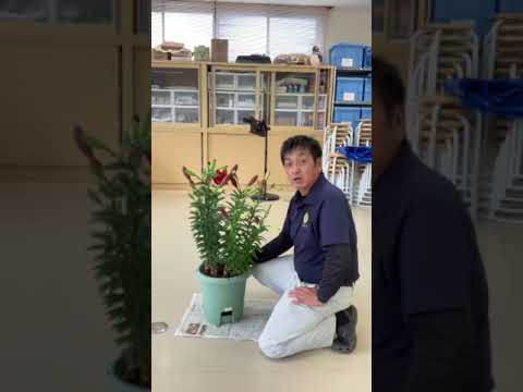 なぜ牛乳で植物に水をやるのですか？この古代の農業技術のすべての利点  庭園