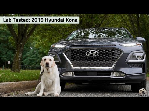 2019 Hyundai Kona: Andie the Lab Review! Video