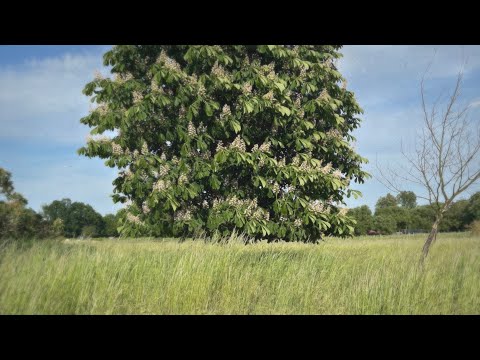 Robert Kretzschmar - Chestnut Tree (Official Video)