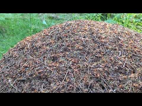 a big ants nest in the forest of Dean