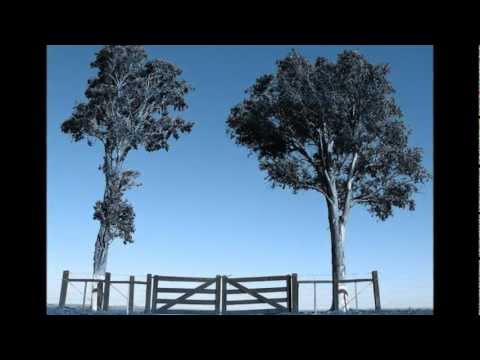 Msn video