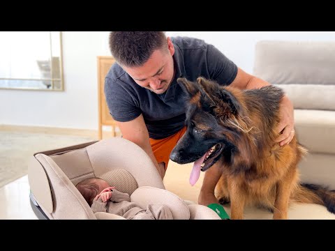 German Shepherd Meets Newborn Baby for the First Time