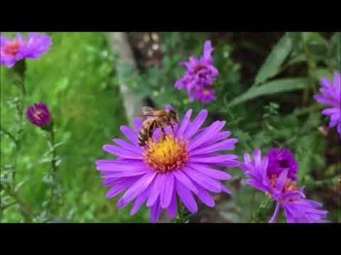 MARA CAMPOS - FELIZ ANIVERSÁRIO