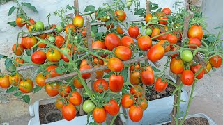 Amazing idea, Use potatoes to grow tomatoes - Fruits are laden - Fast to harvest