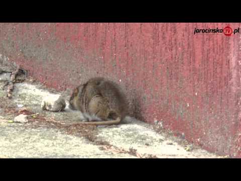 Jarocin. Szczury atakują