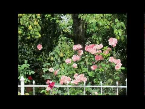 Tarnaveni, Jud Mures , Romania , Vacanta 2011