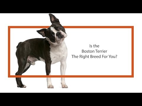 Boston Terrier Breed Video