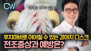 후지마비로 이어질 수 있는 강아지 디스크 전조 증상과 예방! 침치료는 효과가 있을까?