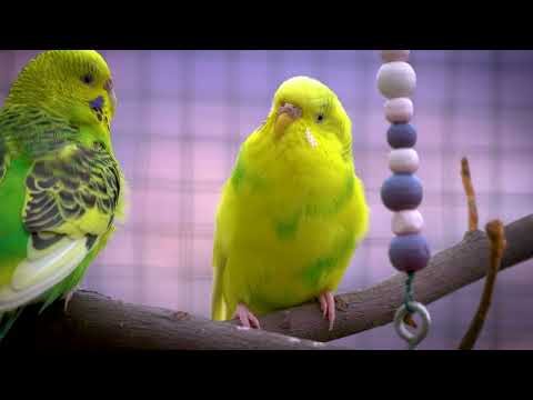 8 Hour Happy Sounds for Sad and Lonely Birds | Sound Therapy |