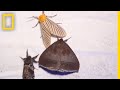 Why Moths are Obsessed with Lamps | National Geographic