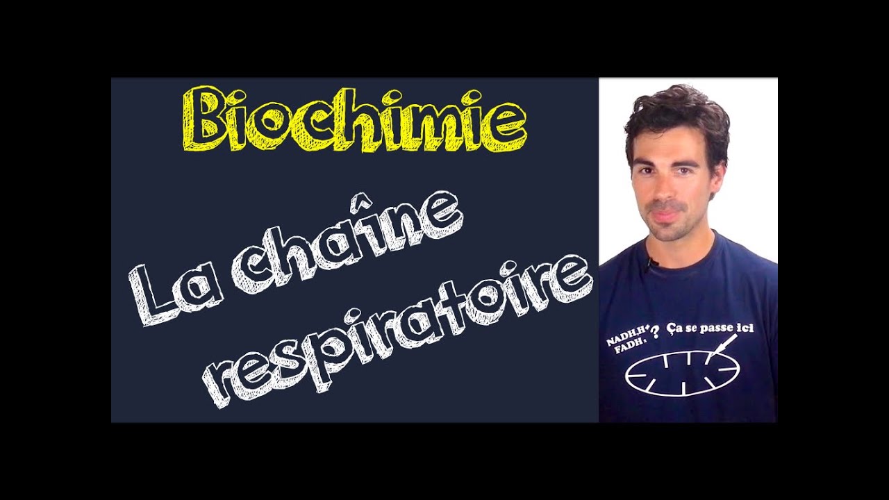 Cours de biochimie: la chaîne respiratoire
