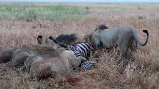 preview picture of video 'Pride of lions enjoying Zebra'