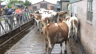 Open Boerderijdag fam. Jan de Kort, De Moer
