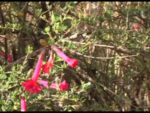 Estoy Muy Triste - Bertha Del Amor