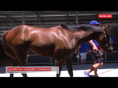 2018 Magic Millions Gold Coast Yearling Sale Preview