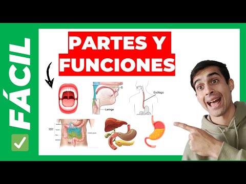 ✅PARTS of the DIGESTIVE SYSTEM and their FUNCTIONS (easy)