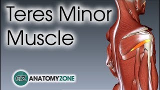 Teres Minor | Muscle Anatomy
