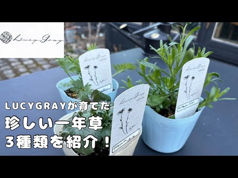 ホロー ラークスパー 植物