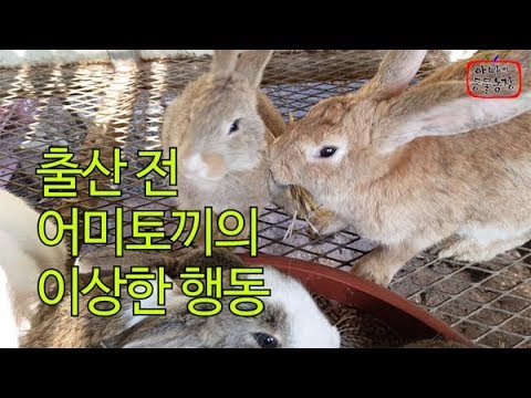 , title : '출산 전 어미토끼의 이상한 행동 rabbit'