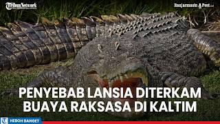 Download lagu The cause of the elderly IKN resident being attacked by a giant crocodile was found dead. mp3