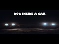 Fell Runner - Dog Inside a Car (Official Video)