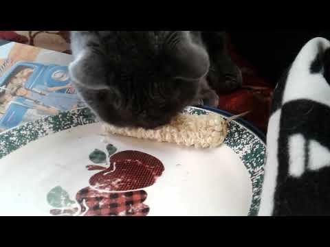 Jeb wanting to corn on the corb