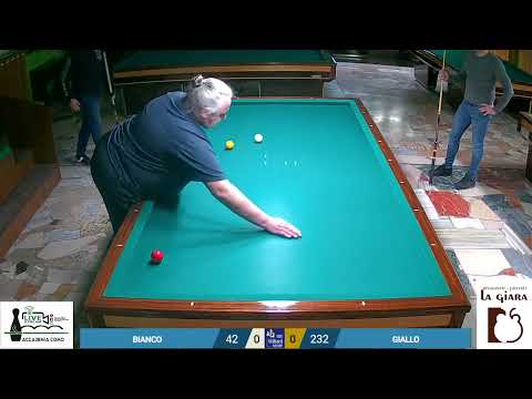 IL TASSO PERDE CONTRO GATTO E G.D.F.