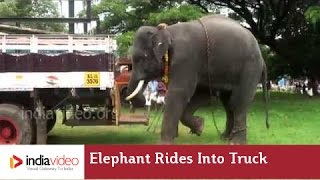 Paramekkavu Sree Padmanabhan Elephant Thrissur India Kerala Videos paramekkavu sree padmanabhan elephant