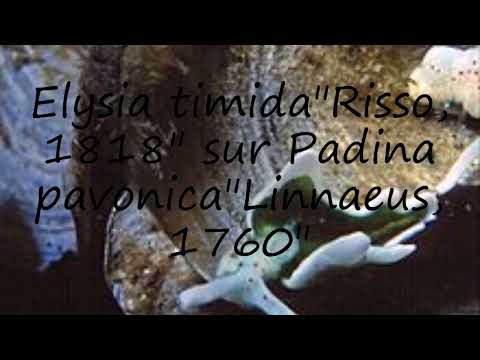 How to pronounce Elysia timida"Risso, 1818" sur Padina pavonica"Linnaeus, 1760" in Latin?
