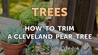 How to Trim a Cleveland Pear Tree