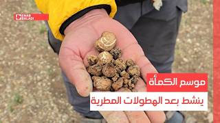 دير الزور.. موسم الكمأة ينشط بعد الهطولات المطرية