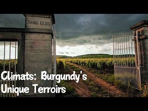 Exploring The Climats: Burgundy's Unique Terroirs