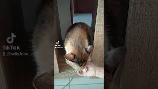 Te amo mas não quero...