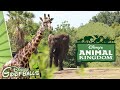 Kilimanjaro Safaris Animal Kingdom Walt Disney World