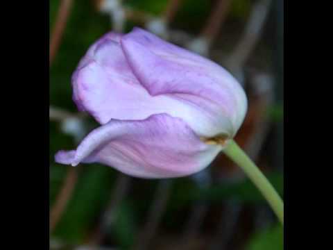 FROSTY APRIL MORNING#64825C.mov