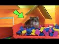 18-level Hamster Maze with Traps OBSTACLE COURSE + BONUS