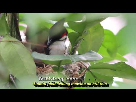 Tharpuia Hnamte - Tuahpui leh vau (Lyrics video)